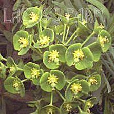 Photo of Euphorbia (Euphorbia characias subsp. wulfenii) uploaded by Joy