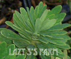 Photo of Euphorbia (Euphorbia x martini Tiny Tim) uploaded by Joy