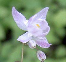 Photo of Young's Barrenwort (Epimedium x youngianum 'Roseum') uploaded by Joy