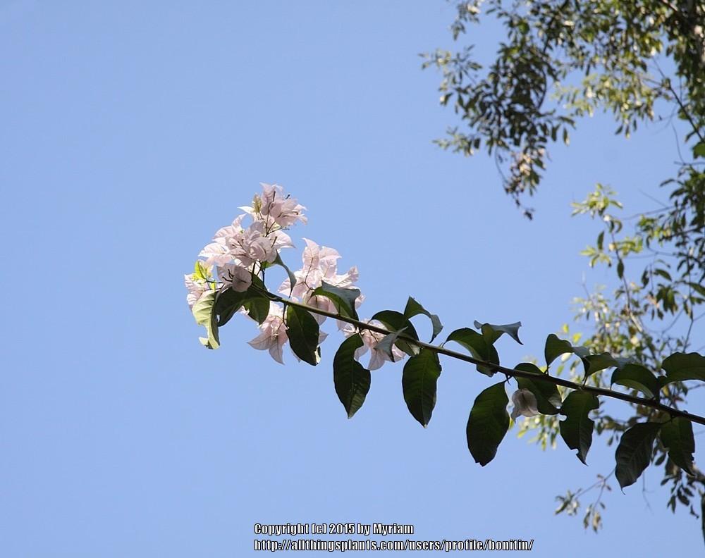 Photo of Paper Flower (Bougainvillea glabra) uploaded by bonitin