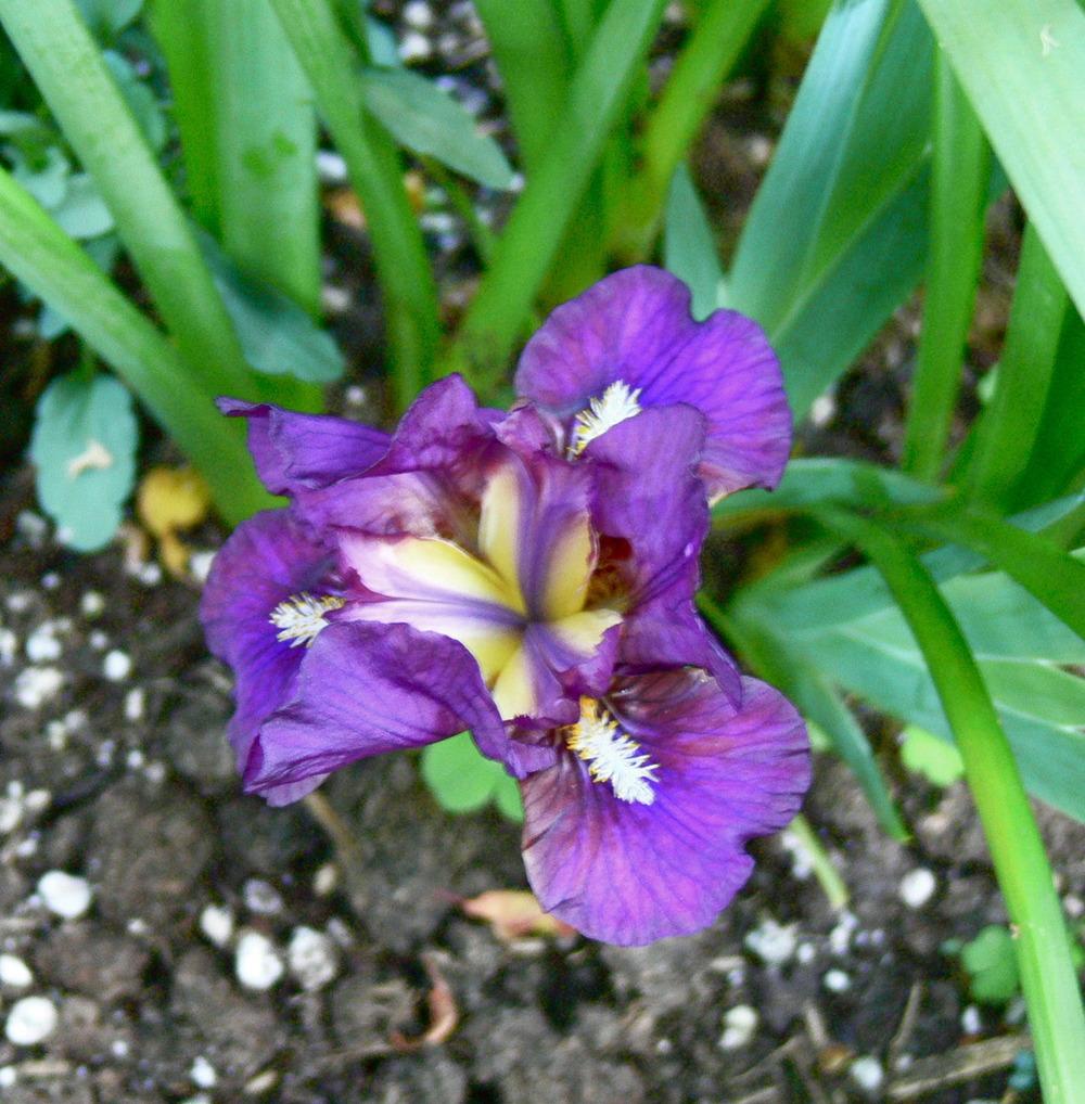 Photo of Miniature Dwarf Bearded Iris (Iris 'Ruby Elf') uploaded by janwax