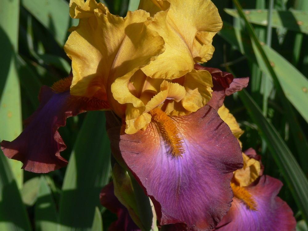 Photo of Tall Bearded Iris (Iris 'Milestone') uploaded by janwax