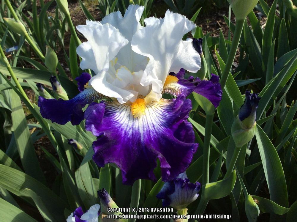 Photo of Tall Bearded Iris (Iris 'Flash of Light') uploaded by kidfishing