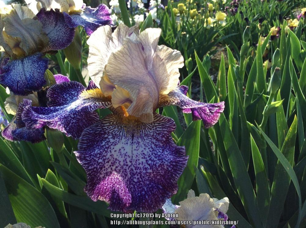 Photo of Tall Bearded Iris (Iris 'Dots and Splashes') uploaded by kidfishing