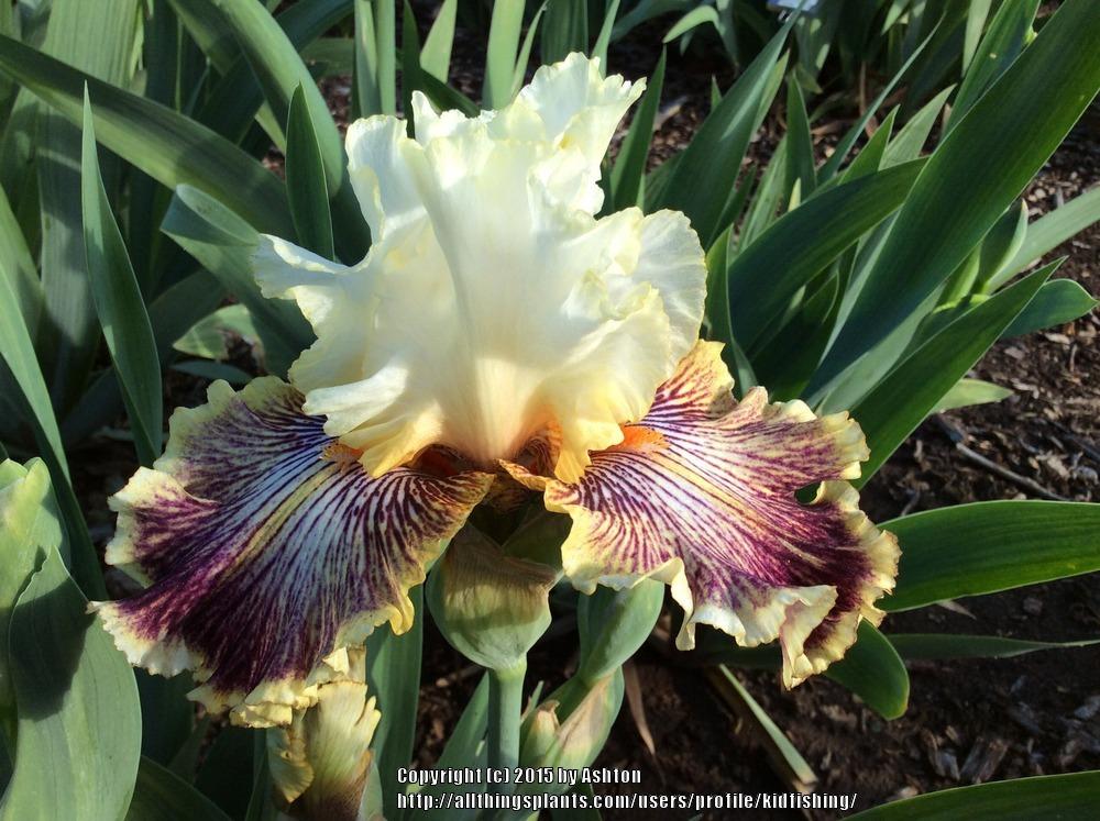 Photo of Tall Bearded Iris (Iris 'Insaniac') uploaded by kidfishing
