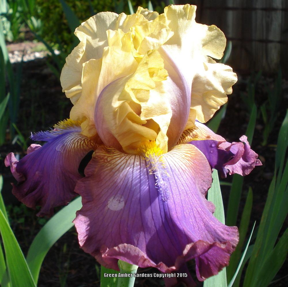 Photo of Tall Bearded Iris (Iris 'Trillion') uploaded by lovemyhouse