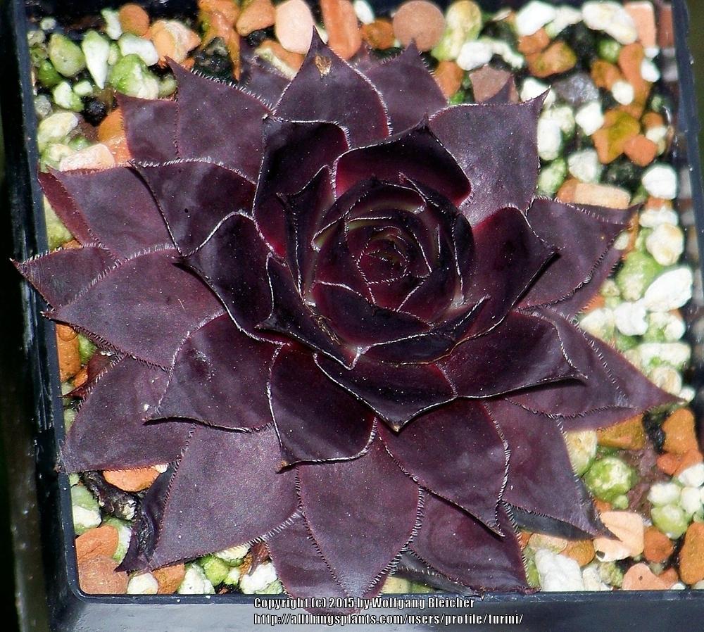 Photo of Hen and Chicks (Sempervivum 'Leopold') uploaded by turini