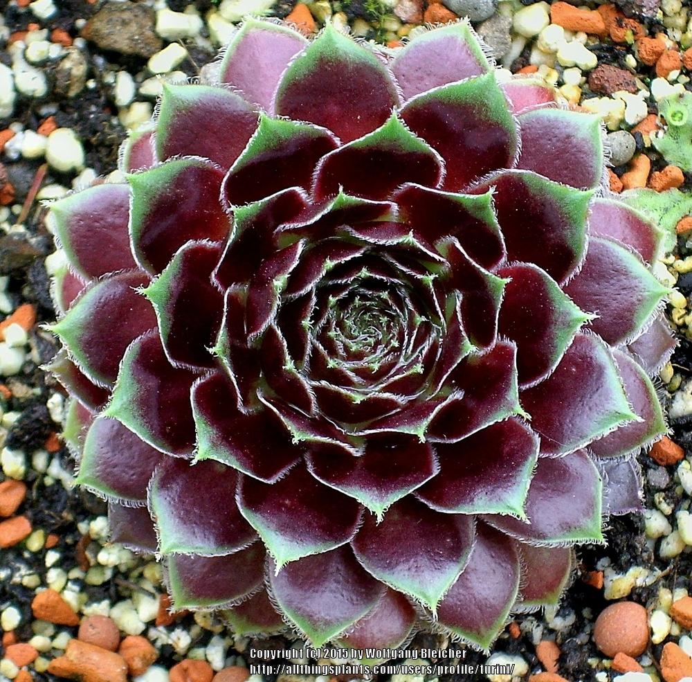 Photo of Hen and Chicks (Sempervivum 'Lucy Liu') uploaded by turini