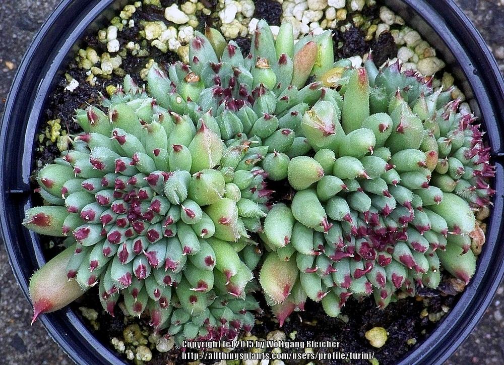 Photo of Hen and Chicks (Sempervivum calcareum 'Grigg's Surprise') uploaded by turini