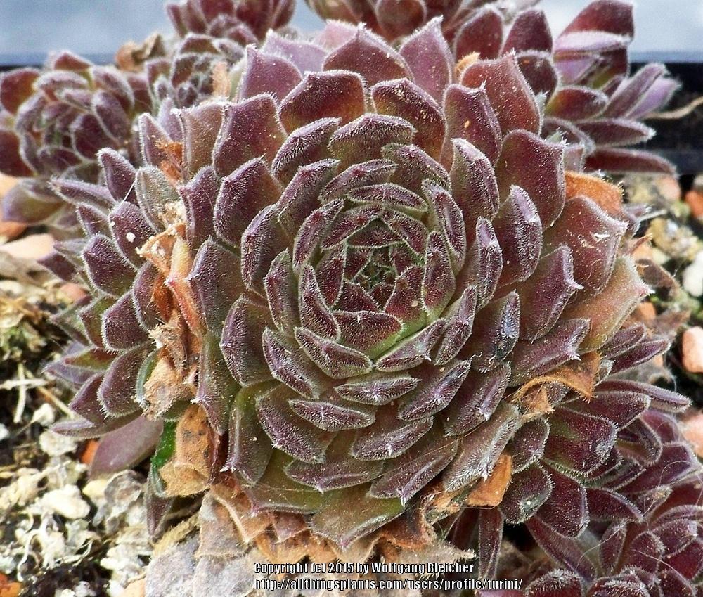 Photo of Hen and Chicks (Sempervivum 'Rustic Charm') uploaded by turini