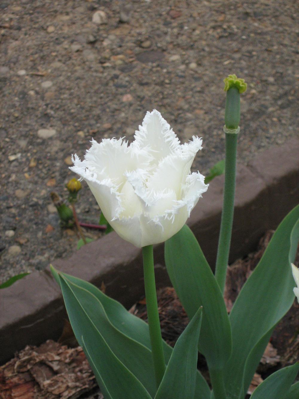 Photo of Fringed Tulip (Tulipa 'Daytona') uploaded by AnnaSartin