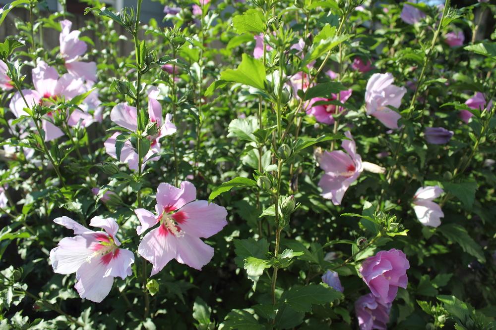 Photo of Roses of Sharon (Hibiscus syriacus) uploaded by DancingGenes