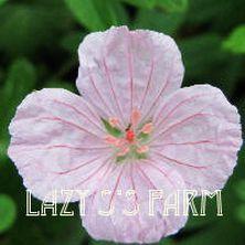 Photo of Hardy Geranium (Geranium sanguineum var. striatum) uploaded by Joy