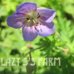 
Photo Courtesy of Lazy S'S Farm Nursery.