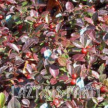 Photo of Wintergreen (Gaultheria procumbens) uploaded by Joy
