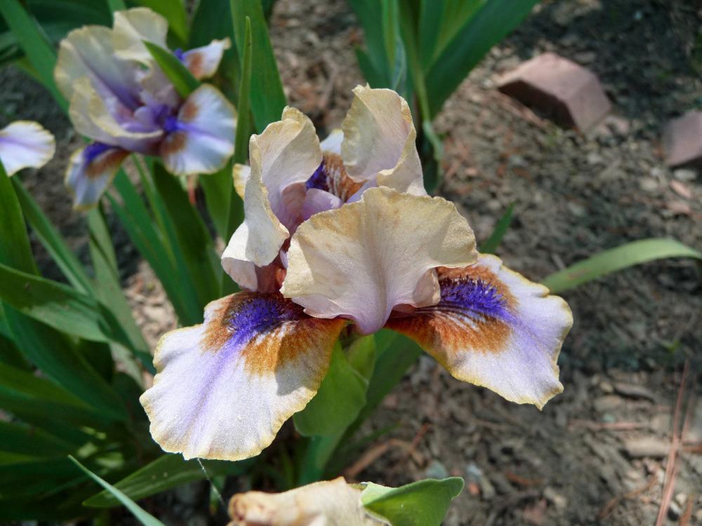 Photo of Standard Dwarf Bearded Iris (Iris 'Guise') uploaded by Lestv