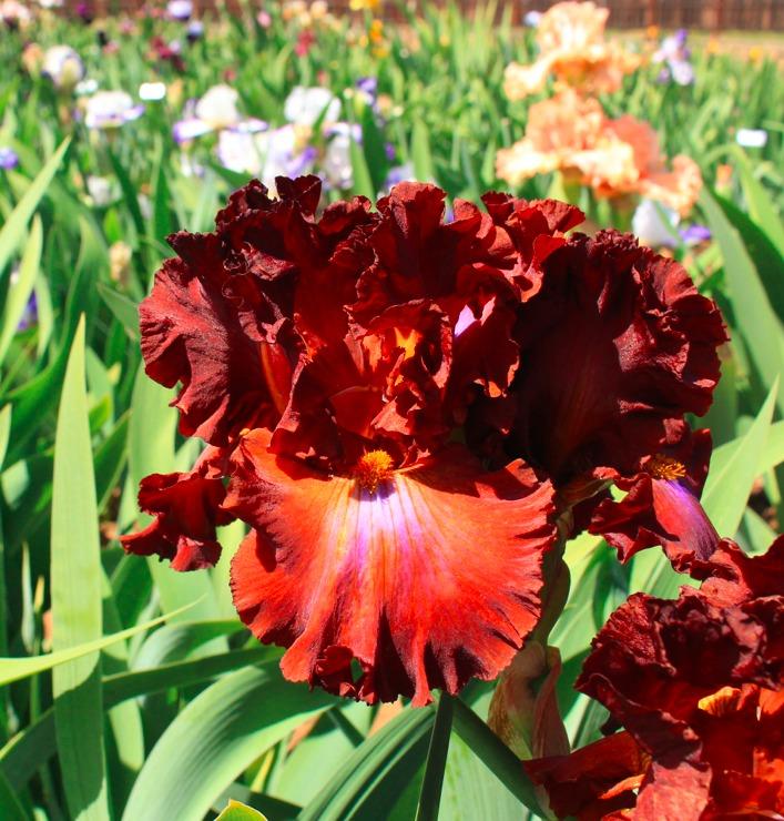 Photo of Tall Bearded Iris (Iris 'Cherokee Blaze') uploaded by Moiris