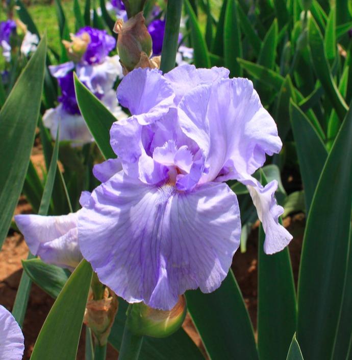 Photo of Tall Bearded Iris (Iris 'Delphinium Sky') uploaded by Moiris
