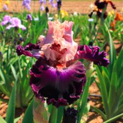 Location: Superstition Iris  Gardens - Cathey's Valley, CA
Date: April 18, 2015