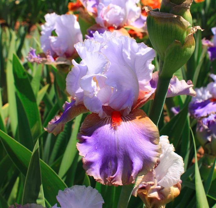 Photo of Tall Bearded Iris (Iris 'Flying Down to Rio') uploaded by Moiris