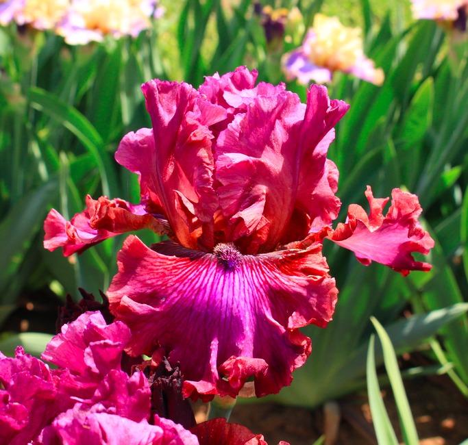 Photo of Tall Bearded Iris (Iris 'Prince of Hearts') uploaded by Moiris