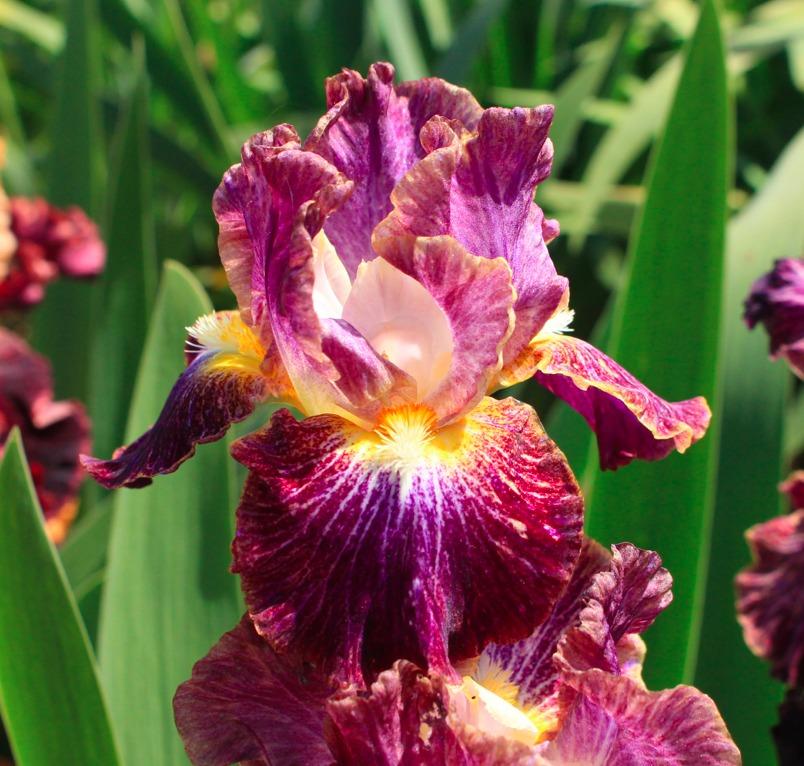 Photo of Intermediate Bearded Iris (Iris 'Micro Burst') uploaded by Moiris