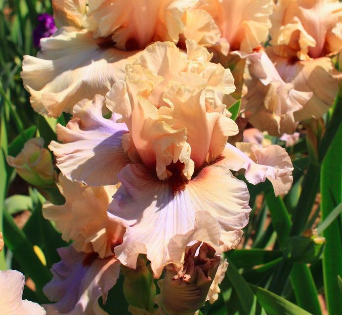 Photo of Tall Bearded Iris (Iris 'Enter the Dragon') uploaded by Moiris