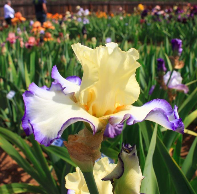 Photo of Tall Bearded Iris (Iris 'Spring Bliss') uploaded by Moiris