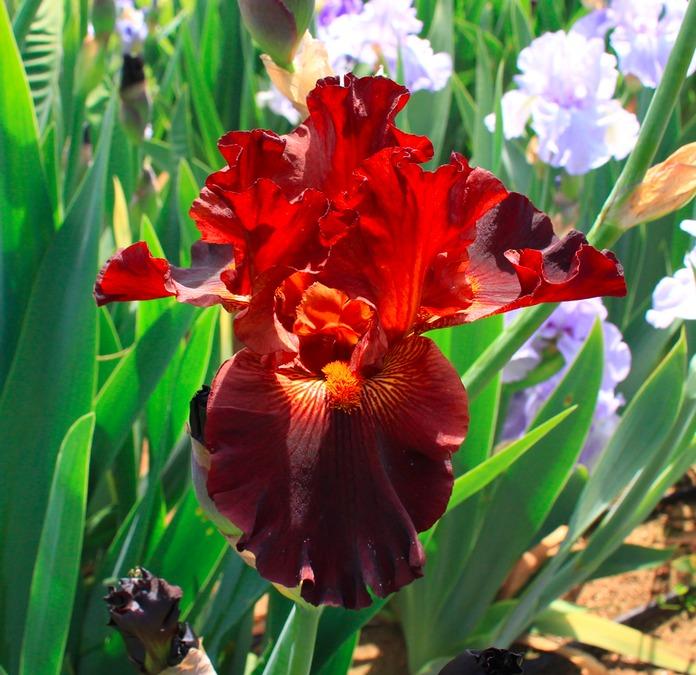 Photo of Tall Bearded Iris (Iris 'Double Chocolate') uploaded by Moiris