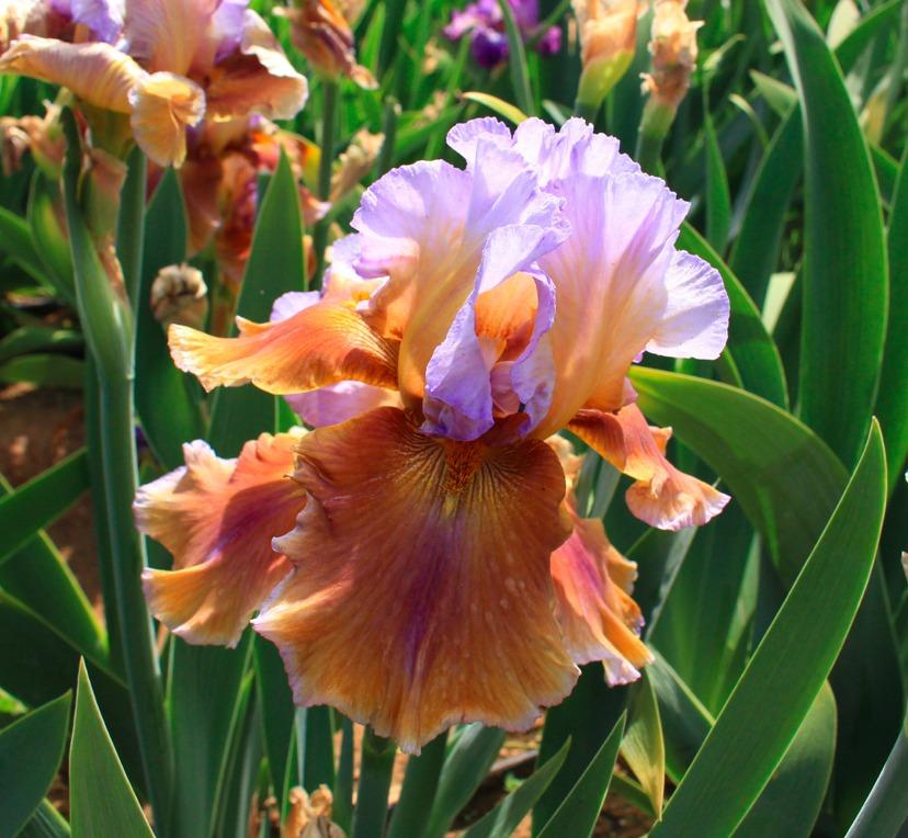 Photo of Tall Bearded Iris (Iris 'Cranfil's Gap') uploaded by Moiris