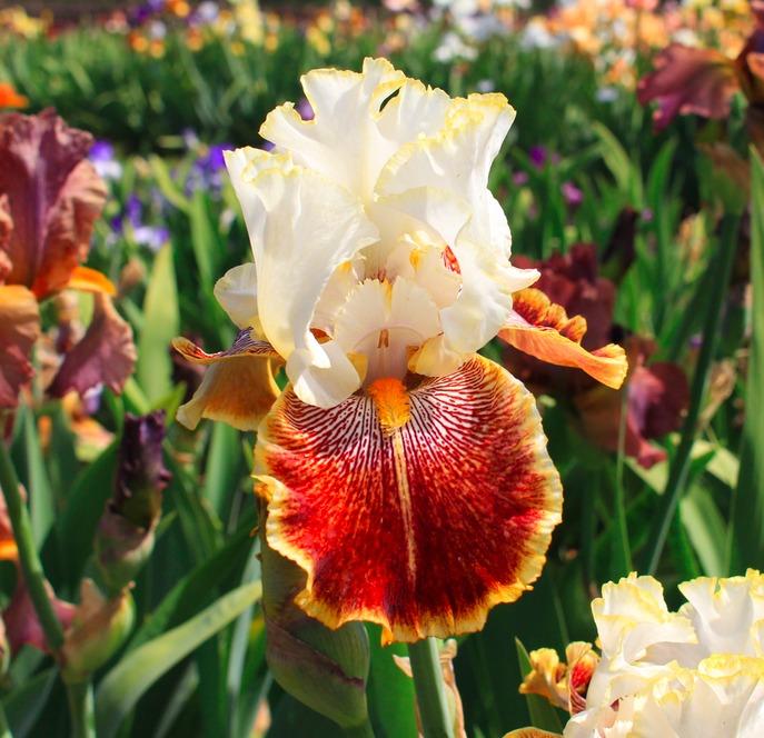 Photo of Tall Bearded Iris (Iris 'Carousel of Dreams') uploaded by Moiris