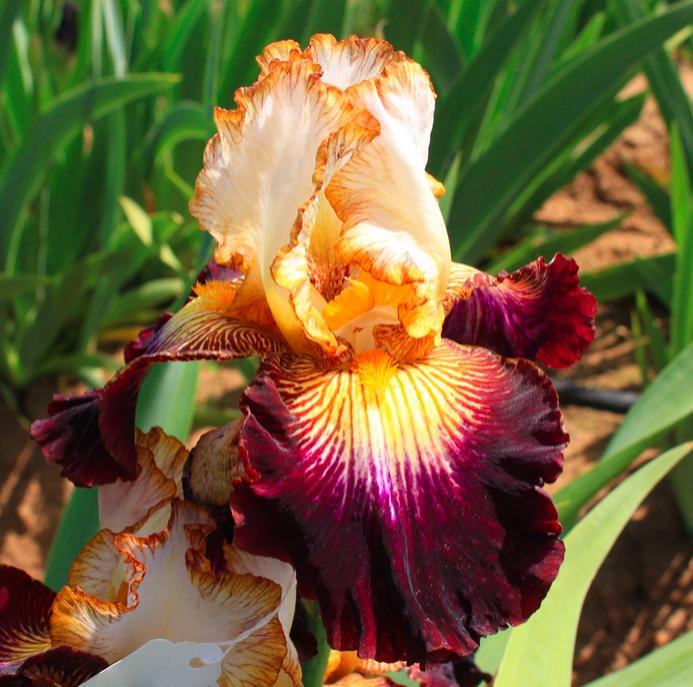 Photo of Tall Bearded Iris (Iris 'New Found Glory') uploaded by Moiris