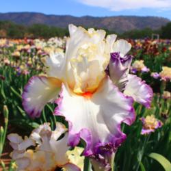 Location: Superstition Iris Gardens - Cathey's Valley, CA
Date: April 18, 2015
