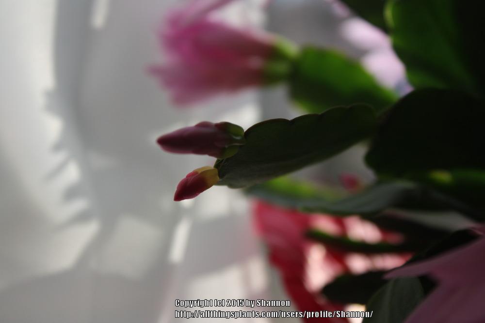 Photo of Easter Cactus (Hatiora gaertneri) uploaded by Shannon