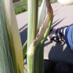 Location: West Valley City, UT
Stalks are variegated, too.