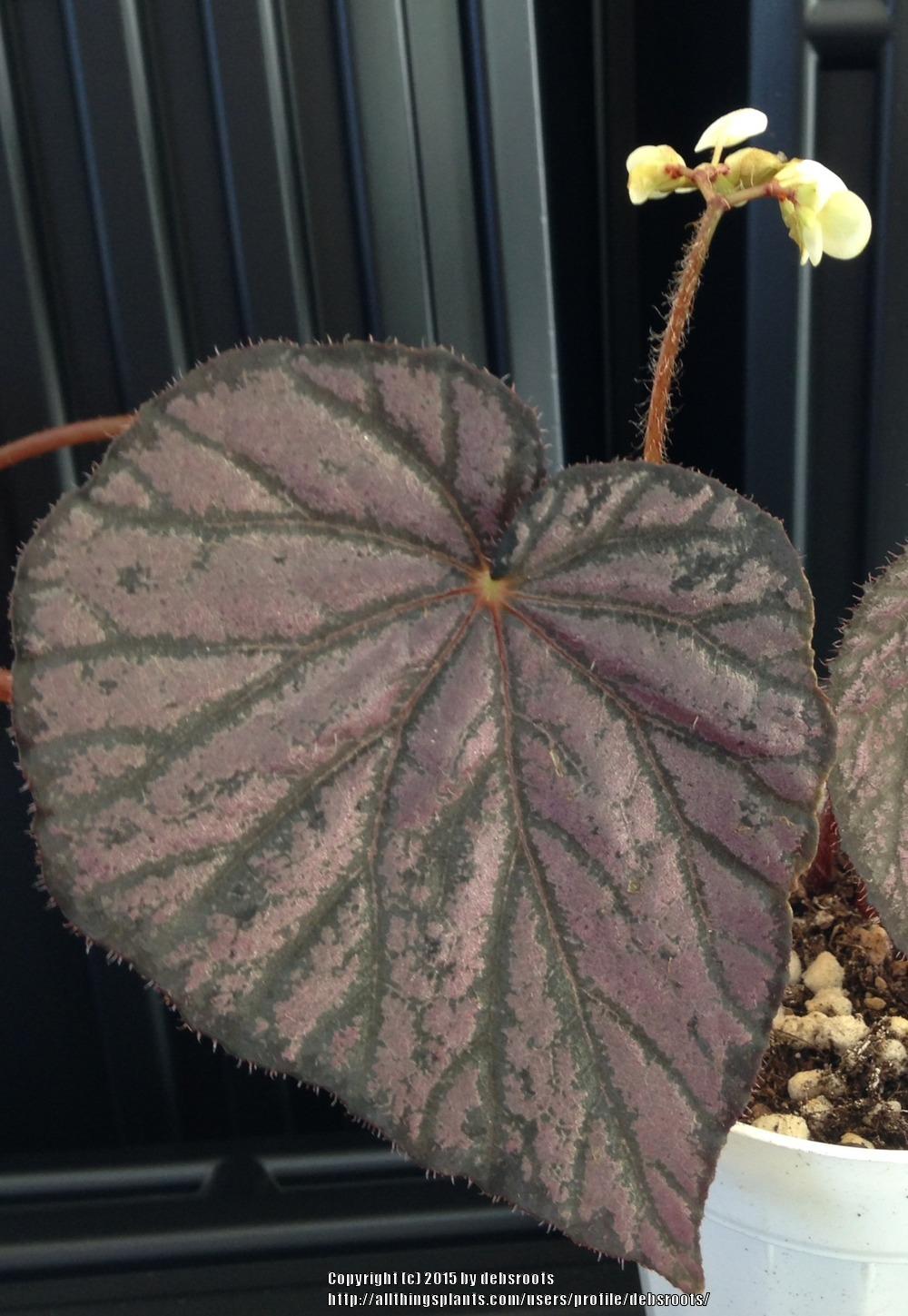 Photo of Begonia 'Passing Storm' uploaded by debsroots