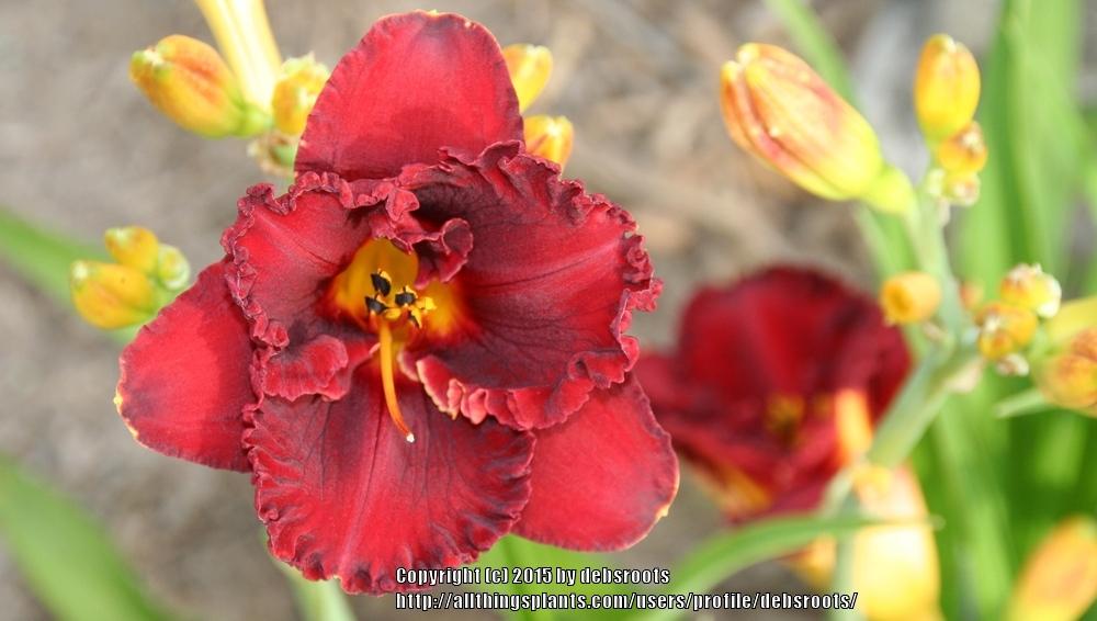 Photo of Daylily (Hemerocallis 'Paint the Town Red') uploaded by debsroots