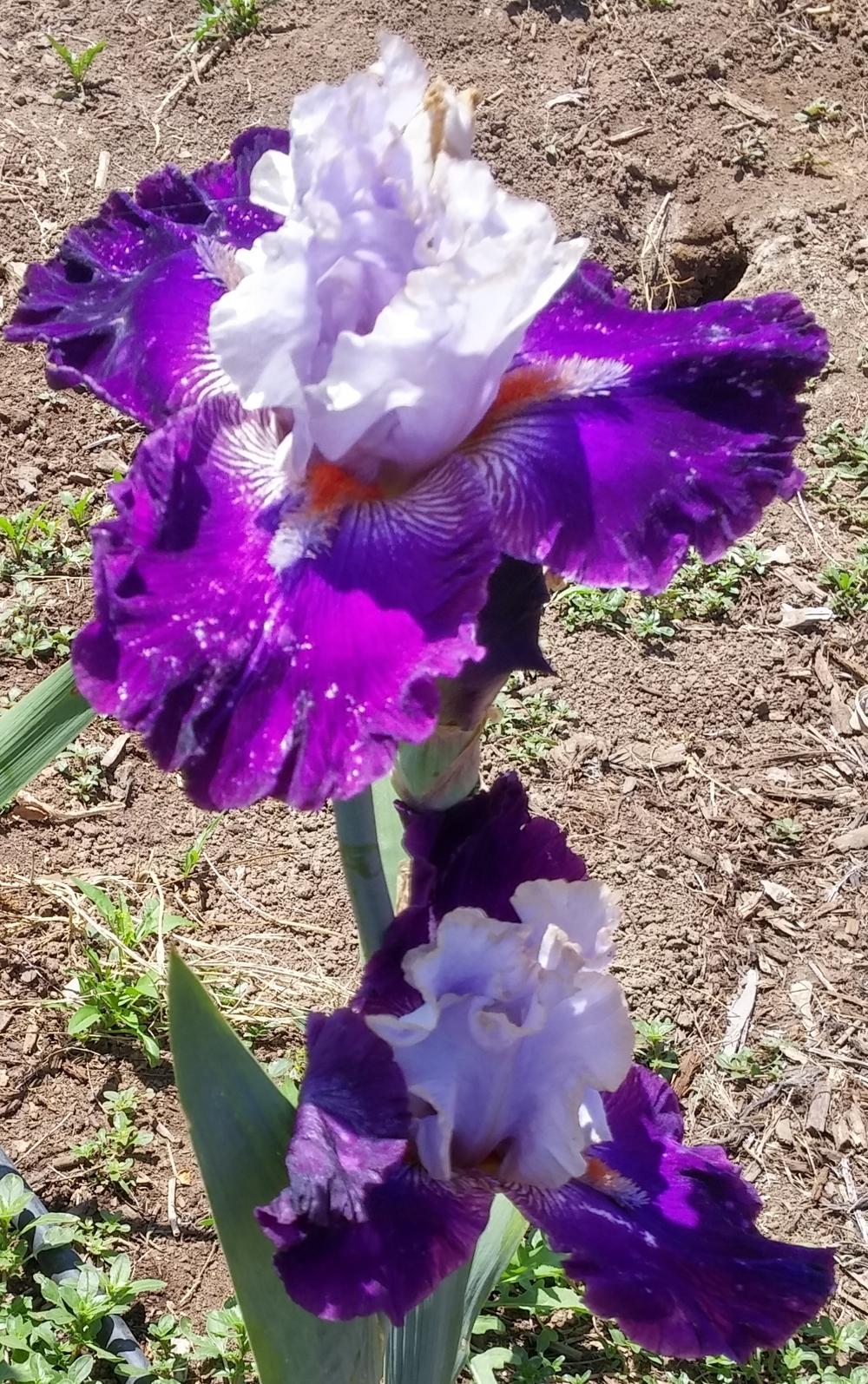 Photo of Tall Bearded Iris (Iris 'Stud Book Stuffer') uploaded by dragonfetti