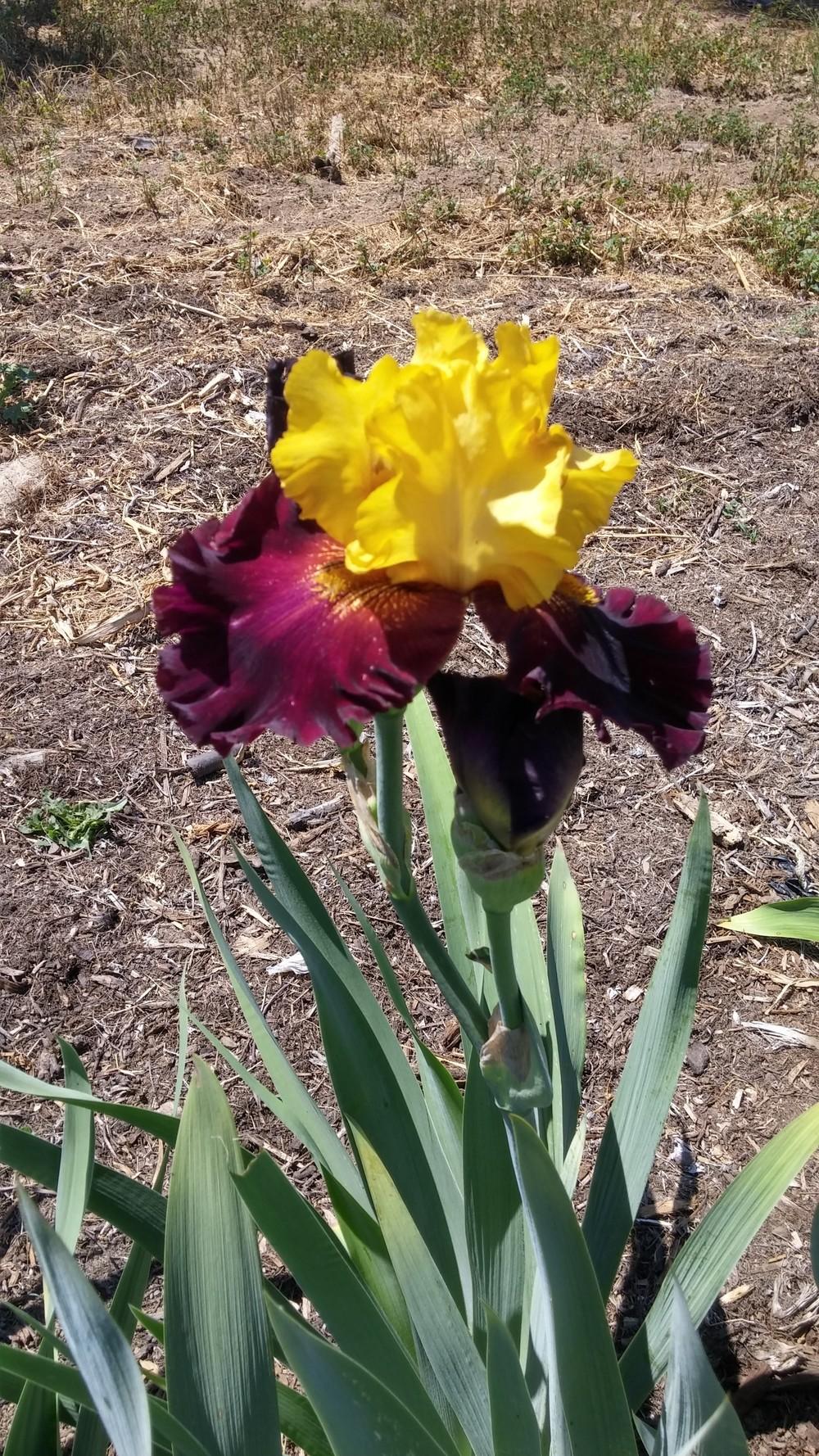 Photo of Tall Bearded Iris (Iris 'Rum and Coke') uploaded by dragonfetti
