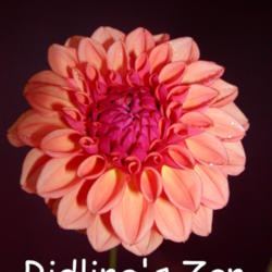 Location: LONGVIEW, Wa
Date: 2007
Photo was submitted by the originator of this dahlia.