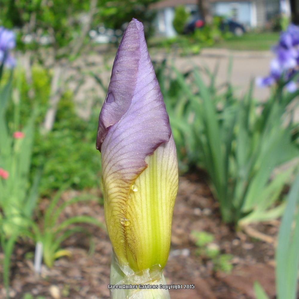 Photo of Tall Bearded Iris (Iris 'Quaker Lady') uploaded by lovemyhouse