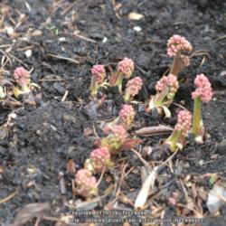 Location: My garden in N E Pa. 
Date: 2015-04-18
Flowers emerge before foliage.