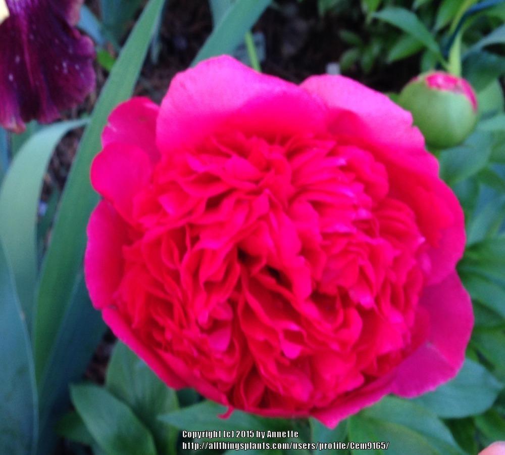 Photo of Peony (Paeonia 'Command Performance') uploaded by Cem9165