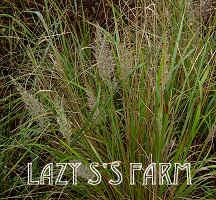 Photo of Korean Feather Reed Grass (Calamagrostis arundinacea) uploaded by Joy