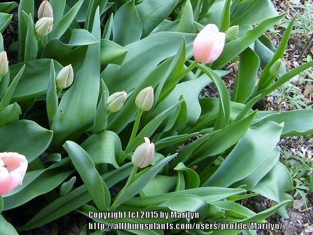 Photo of Darwin Hybrid Tulip (Tulipa 'Ollioules') uploaded by Marilyn