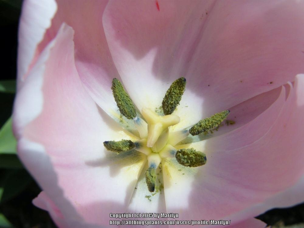 Photo of Darwin Hybrid Tulip (Tulipa 'Ollioules') uploaded by Marilyn