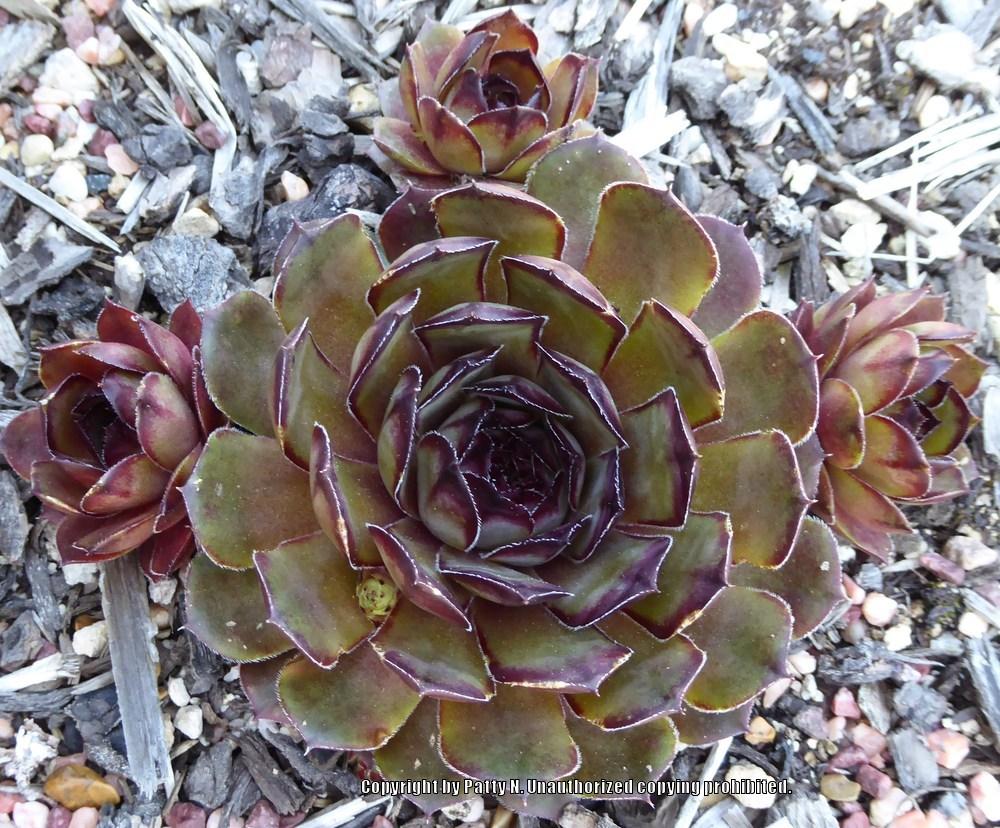 Photo of Hen and Chick (Sempervivum 'Lion King') uploaded by Patty