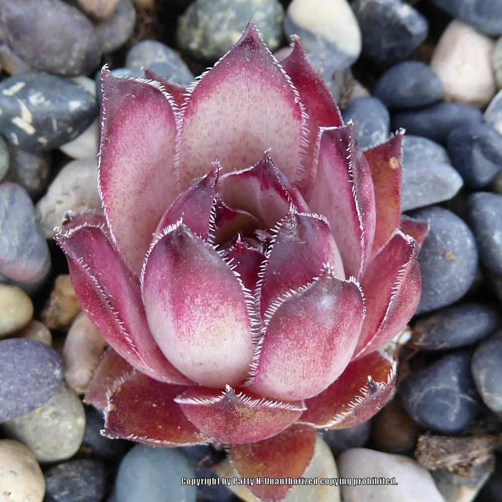 Photo of Hen and Chick (Sempervivum 'Cockoo') uploaded by Patty