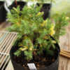 Juniperus chinensis  'Kaizuka Variegata'