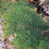 Chamaecyparis obtusa 'Graciosa' Hinoke Cypress PLTD 2012
